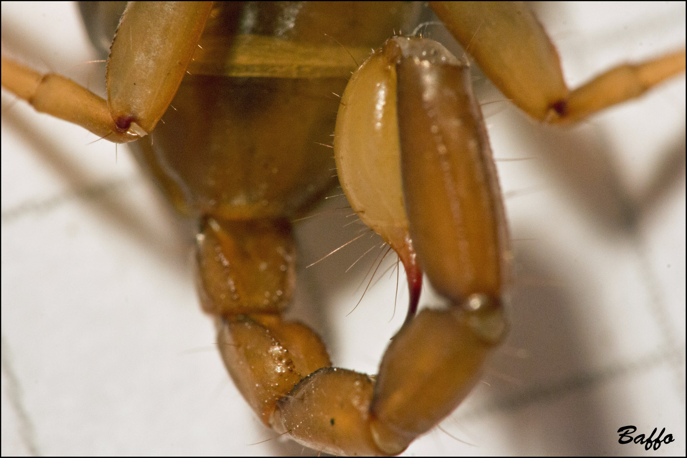 Euscorpius aquilejensis